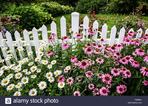 Download this stock image: Colourful English garden border flowers, with row of pink purple cone flowers, daisies along a white picket fence, New Jersey, USA, FS 10.44 MB 300ppi - F998EA from Alamy's library of millions of high resolution stock photos, illustrations and vectors. White Picket Fence Garden, Picket Fence Garden, Rosen Beet, Cone Flowers, Flowers Daisies, Garden Border, Fence Art, White Picket Fence, English Cottage Garden