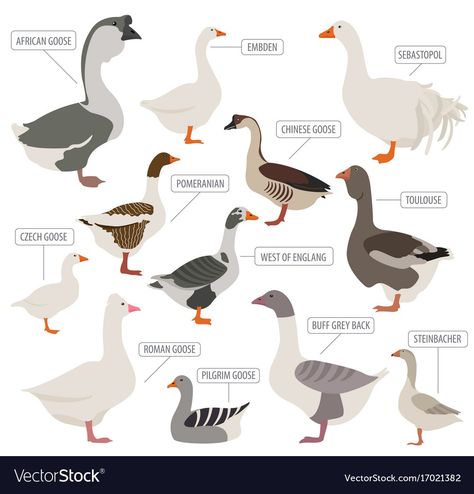 Sebastopol Geese, Geese Breeds, Best Egg Laying Chickens, Pigeon Pictures, Bird Identification, Concept Art Drawing, Animal Posters, Bird Drawings, Creature Concept