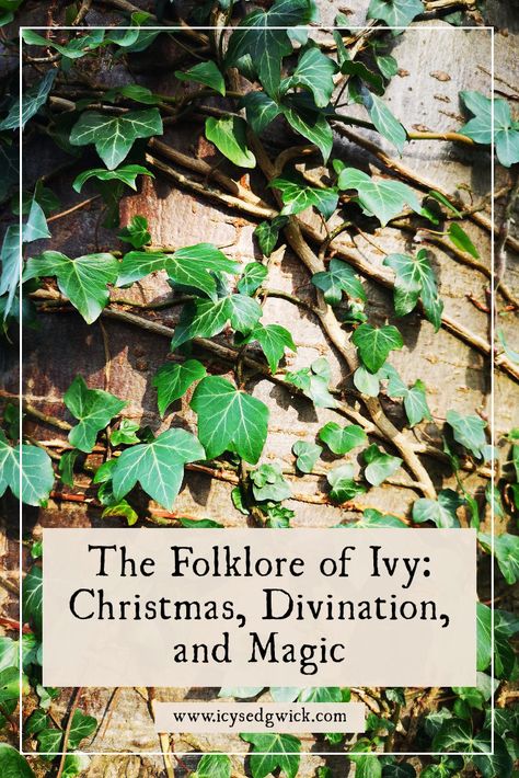 Ivy Symbolism, Ivy Magical Properties, Ivy Meaning, Plant Meanings, Solstice And Equinox, Mythology Books, Witch Garden, Wicca Witchcraft, Hedge Witch