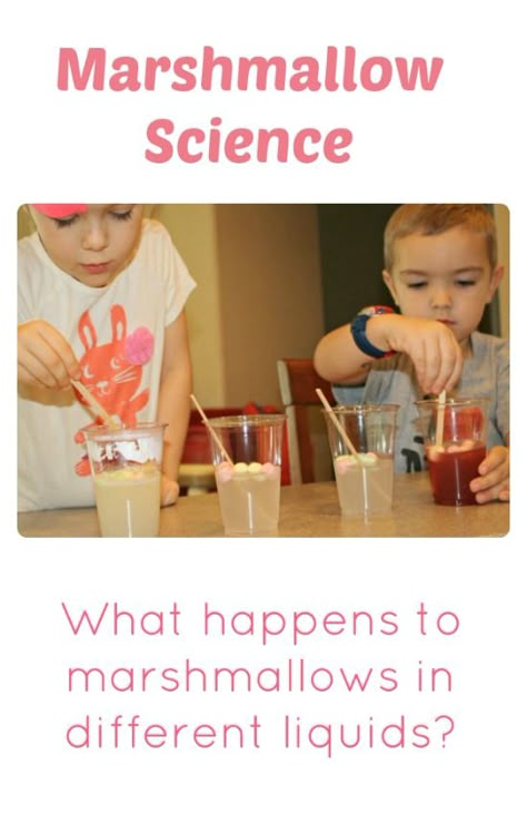 Marshmallow Science Experiment...what happens to marshmallows in different liquids Marshmallow Science, Preschool Camping, Pre-k Science, Science Experience, Science Experiment For Kids, Toddler Teacher, Experiment For Kids, Simple Science, Kid Experiments