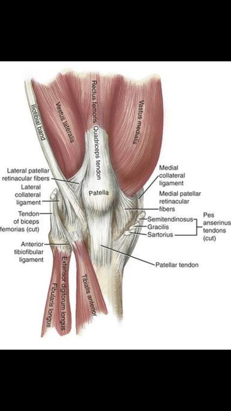 Anatomy Knee, Body Muscle Anatomy, Punkty Spustowe, Muscles Anatomy, Leg Anatomy, Human Muscle Anatomy, Anatomy Physiology, Human Body Anatomy, Muscular System