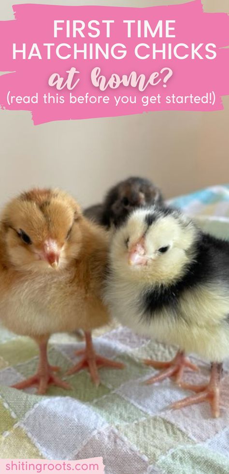 Spring means hatching chicks. If you're hatching with an incubator for the first time at home, follow these tips for beginner hatchers! Hatching Chickens Incubator, Hatching Chickens, Bantam Chickens, Hatching Chicks, Gardening Tips, First Time, Get Started, The First, At Home