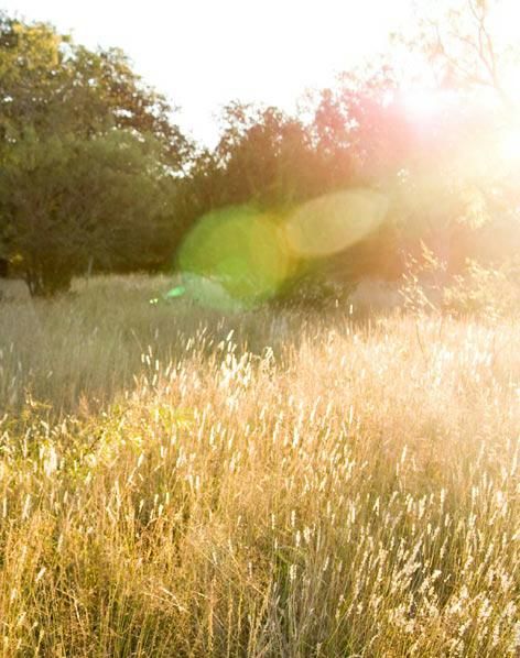 Sun flare Sun Glare Aesthetic, Flare Aesthetic, Sun Flare Photography, Solar Flares Effect, Sunlight Lens Flare, Sun Rays Through Trees, Lense Flare, Sun Rays In Forest, Wide Open Spaces