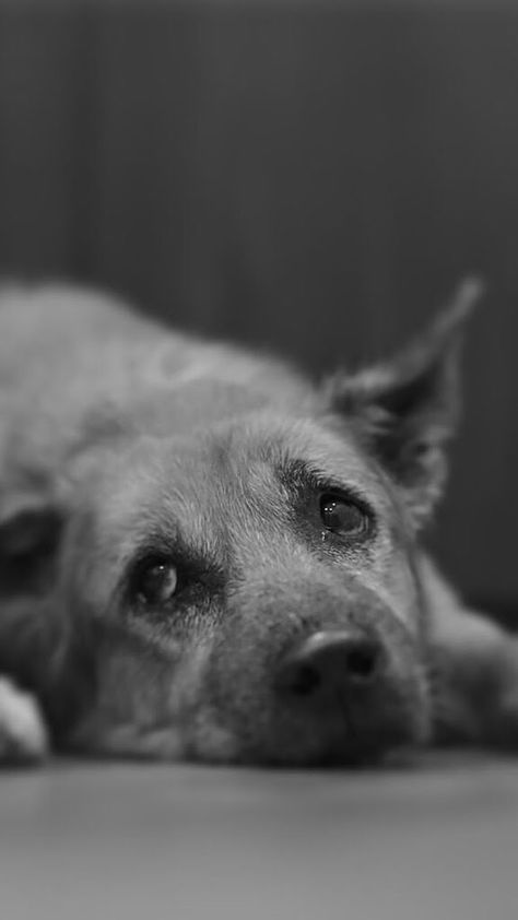 Abandoned Dogs, Lay Photo, Street Dogs, Dog Eyes, Amazing Nature Photos, Animals Artwork, Old Dogs, Dog Photography, Shelter Dogs