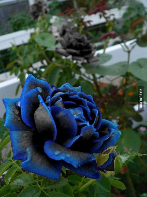 Beautiful blue and black rose, I didn't know this was possible Rare Roses, Rose Seeds, Rainbow Roses, Hybrid Tea Roses, Have Inspiration, Rose Bush, Rare Flowers, Most Beautiful Flowers, Garden Flower