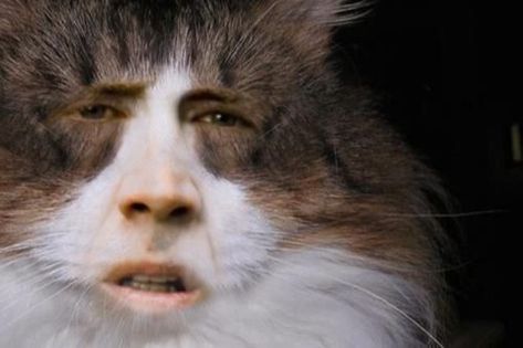 Nick Cage Nicholas Cage @Neferast People #NickCage #Nick #Cage #NicholasCage #Nicholas #Cage #People shared by @Neferast Neferast #Neferast Nicholas Cage Funny, Nickolas Cage, Nicholas Cage Face, Picolas Cage, Cat Breeds Siamese, Cats Funny Cartoon, Nicholas Cage, Cats Tumblr, Cats Art Drawing