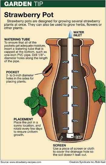 Strawberry Pot, Strawberry Pots, Strawberry Planters, نباتات منزلية, Strawberry Plants, Have Inspiration, Garden Containers, Yard Work, Garden Tips