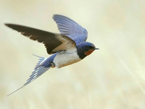 Swallow Bird Photography, Swallow Photo, Bird Reference, Barn Swallow, Swallow Bird, Paper Birds, Bird Wings, Bird Artwork, Animal References