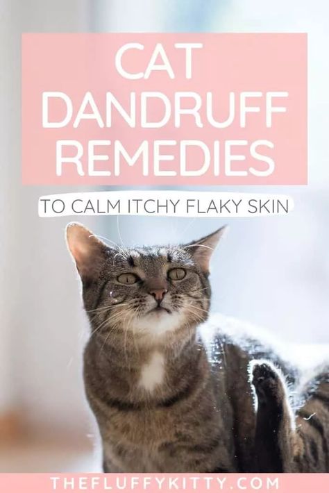 Cat Dandruff Remedy, Cat Dandruff, Dry Skin Home Remedies, Cat Skin Problems, Cat Breeding, Cat Remedies, Fluffy Kitty, Cat Problems, Cat Tips