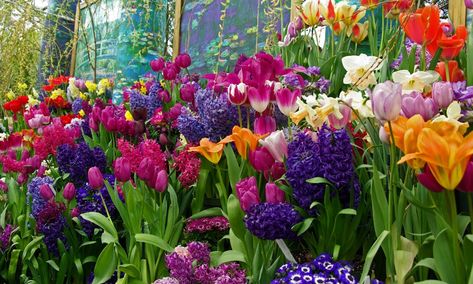 How to layer your bulb garden for the best results Bulb Layering Gardens, Bulb Garden Design Layout, Bulb Garden Design, Bulb Layering, Layering Bulbs, Bulbs Garden Design, Spring Bulbs Garden, Bulb Garden, Massapequa Park