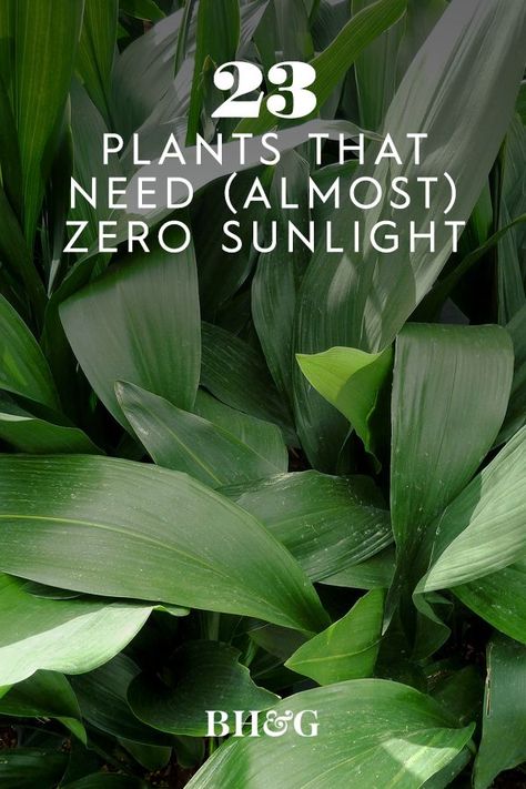 Low Light House Plants, Easy Indoor Plants, Indoor Plants Low Light, Easy Care Houseplants, Houseplants Low Light, Low Light Indoor Plants, Plant Care Houseplant, Ivy Plants, Inside Plants