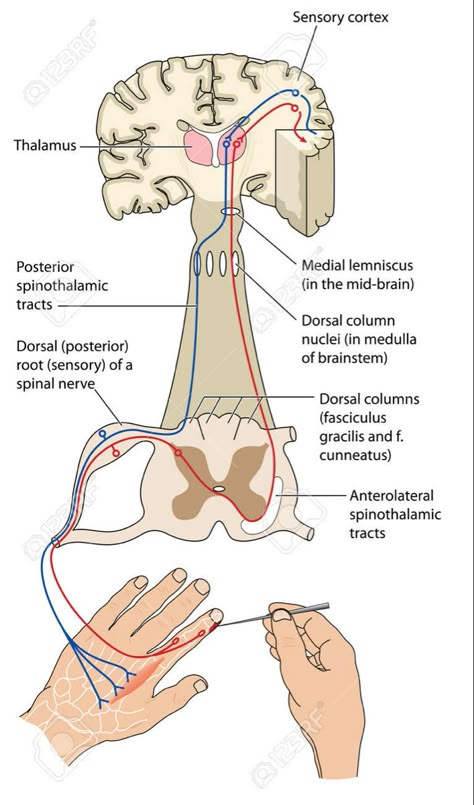 Spinothalamic Tract, What Is Intelligence, Medical Biology, Sensory Nerves, Sensory Motor, Spinal Nerve, Texture Drawing, Neurology, Study Hard