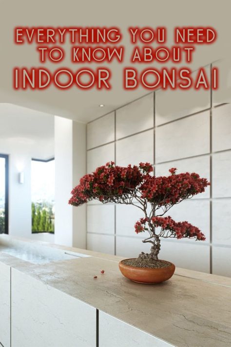 Everything You Need to Know About Indoor Bonsai Trees Japanese Maple Bonsai, Maple Bonsai, Bonsai Tree Types, Bonsai Care, Bonsai Techniques, Indoor Bonsai Tree, Indoor Bonsai, Plant Hacks, Japanese Maple Tree