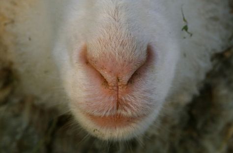 Nose Image, Lamb Reference Photo, Lamb Looking Up, Sheep Eyes Close Up, Calais Black Nose Sheep, Animal Noses, Granny Love, Exmoor Horn Sheep, Farm Wife