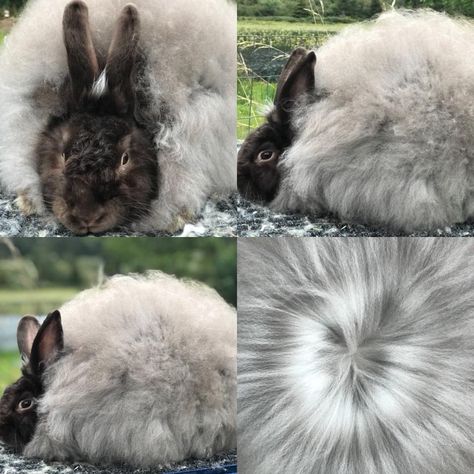 Chocolate Satin, Build Community, Art Batts, Domestic Animals, Hobby Farm, Rabbit Lover, Angora Rabbit, Going Live, September 19