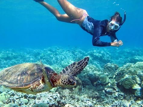 Comoros Islands, Western Caribbean Cruise, Exotic Animals As Pets, Waikiki Hotels, Pets Wallpaper, Hanauma Bay, Honolulu Oahu, Western Caribbean, Green Sea Turtle