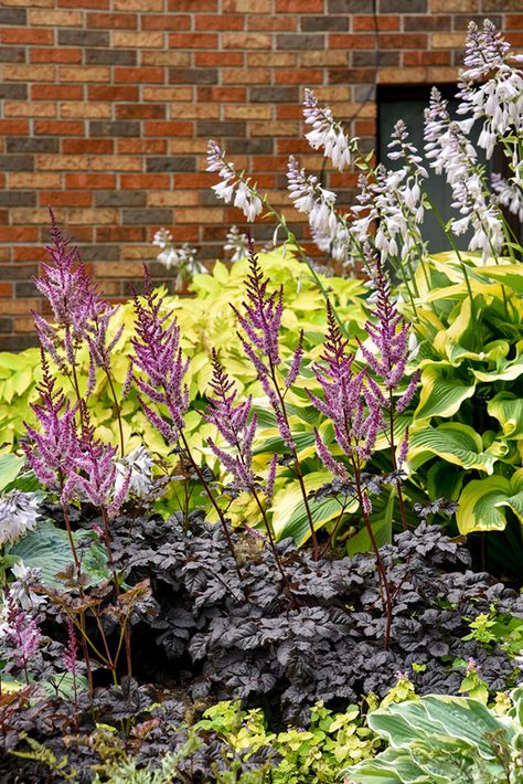 Astilbe Chocolate Shogun, Astilbe Dark Side Of The Moon, Dark Side Of The Moon Astilbe, Proven Winners Perennials, Dark Foliage, Moon Plant, Strange Flowers, Plant Varieties, Garden Inspo