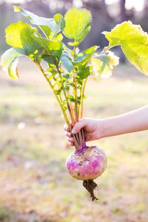 Are you looking for the perfect easy-to-grow and nutritious fall or spring crop for your garden? One that appreciates cool weather? Look no further than the humble turnip. Grow these tasty cole crops for their greens and roots! And if you have a cool spot to stack them, they store well for an incredibly long time. Find out more on Gardener’s Path now. #fallvegetables #turnips #gardenerspath Turnip Photography, Turnip Plant, Grow Turnips, Growing Turnips, Veggies Garden, Spring Crops, Giant Sunflower, Turnip Greens, Fall Vegetables