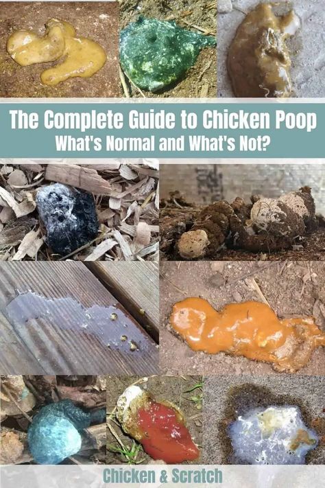 Chicken Poop Guide: What's Normal and What's Not? Chicken Feed Diy, Chicken Coop Garden, Chicken Poop, Backyard Chicken Coop Plans, Backyard Chicken Farming, Chicken Health, Chicken Treats, Raising Backyard Chickens, Chicken Garden