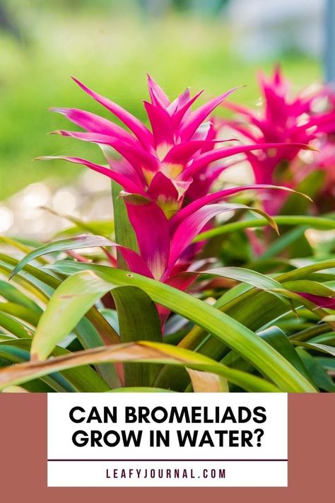 Can Bromeliads Grow In Water Rainforest Canopy, Plant Growing, Growing Tips, Plants Indoor, Tropical Rainforest, Water Plants, Natural Environment, Growing Plants, Hydroponics