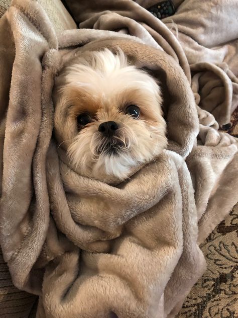 Cookie is Cold 🥶 Fall Widgets, Dog Shih Tzu, Shih Tuz, Perro Shih Tzu, Shitzu Dogs, Ham Sandwich, Pet Corner, Happy Janmashtami, Aesthetic Winter