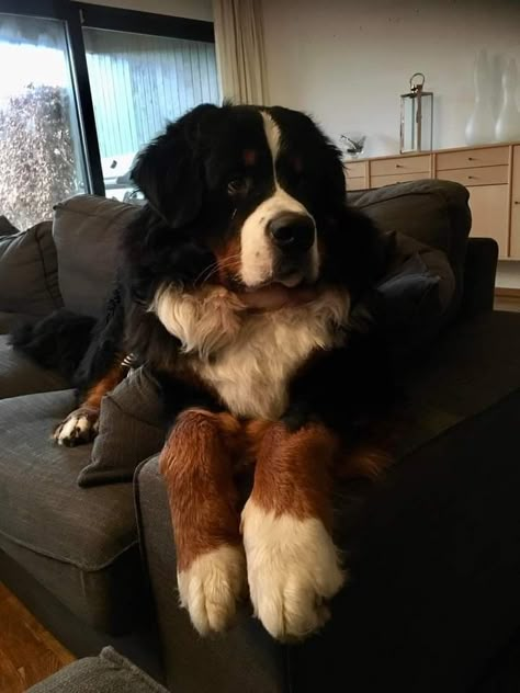 Saint Bernese Mountain Dog, Ali Hazelwood Books, Burmese Mountain Dogs, Big Fluffy Dogs, Bernese Dog, St Bernard Puppy, Dogs Aesthetic, Cute Doggos, Ali Hazelwood