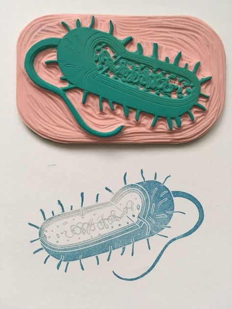 Cell Anatomy, Anatomy Structure, Bacteria Cell, Prokaryotic Cell, Eraser Stamp, Hand Carved Rubber, Homeschool Supplies, Linoleum Print, Linocut Printmaking