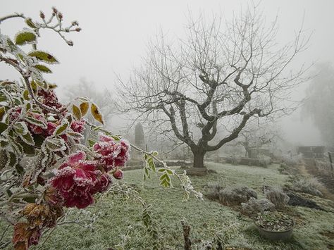 In The Middle, The Middle, Trees, Flowers