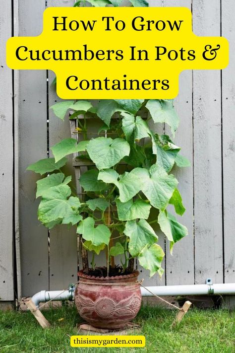 A cucumber plant growing in a pot and trellised up against a fence. From thisismygarden.com. Cucumbers In Pots, How To Grow Cucumbers, Pot Trellis, Grow Cucumbers, Cucumber Gardening, Cucumber Varieties, Growing Zucchini, Growing Food Indoors, Small Trellis