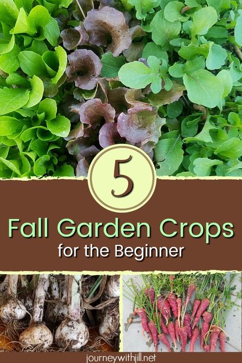 Even if you're new to gardening, you may be interested in planting a fall garden. Here are 5 ideas on which vegetables you can easily plant either in the ground bed or raised beds. Though these are my favorite varieties in the south (Zone 7), you can easily adapt these suggestions for other climates as well. #fallgarden #gardening #vegetablegarden #raisedbeds Ground Bed, Backyard Garden Layout, Florida Gardening, Zone 7, Fall Vegetables, Fall Garden Vegetables, Fall Garden, Organic Gardening Tips, Raised Bed