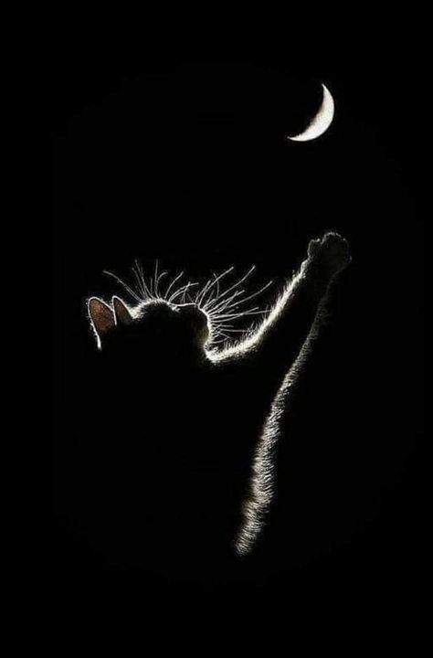 برج الميزان, Wallpaper Gatos, Widget Pictures, Cat Phone Wallpaper, Cat Profile, Funny Cat Wallpaper, Cat Phone, Cute Cat Wallpaper, Cute Cats Photos