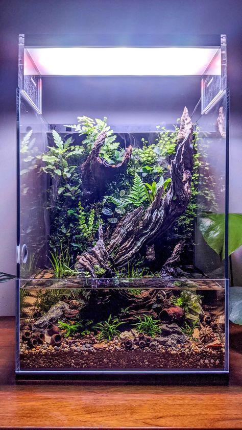 Black Water Aquarium, Paludarium Ideas Waterfalls, Paladarium Design, Vivarium Ideas, Paludarium Ideas, Terrarium Scene, Tropical Terrariums, Aquarium Garden, Frog Terrarium