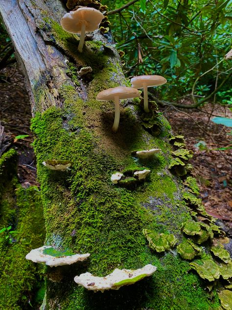 Mossy Tree, Tree Mushrooms, Nature Witch, Mushroom Pictures, Mushroom Forest, Mushroom Fungi, Forest Creatures, Mushroom Art, Tree Hugger