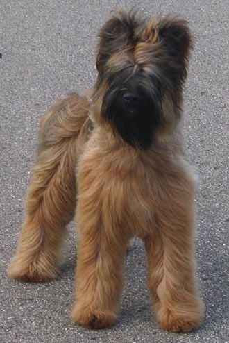 Briard Breeder - A place where Briard puppies live - Phteven Dog, Briard Puppies, Briard Dog, Scottish Deerhound, Dogs Stuff, Dogs Breeds, Large Dog Breeds, Love My Dog, About Dogs