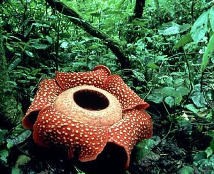 Rainforest Plants and Flowers Names | rafflesia flower this incredible flower found primarily in the shady ... Amazon Rainforest Plants, Rafflesia Arnoldii, Rainforest Flowers, Plant Adaptations, Corpse Flower, Endangered Plants, Rainforest Plants, Animal Adaptations, Weird Plants