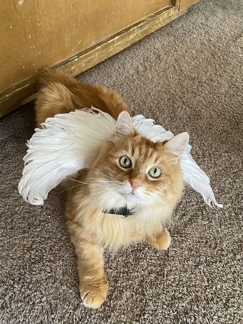 Pet Halloween Costume, Angel And Devil Costume, Angel Wings Costume, White Wing, Anime Theme, Devil Costume, Angel Devil, Cat Rabbit, Cat Halloween Costume