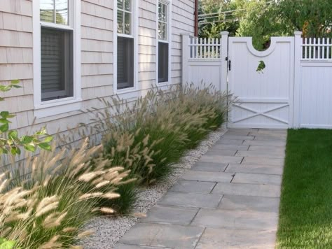 Fountain Grasses(Pennisetum), with their bottlebrush plumes, soften the walkway of this lovely coastal cottage home in in Westport, Connecticutt. Photography courtesy of Janice Parker Landscape Architects. Gardenista Connecticut Coast, Beach House Landscaping, Coastal Landscaping, Walkway Landscaping, Grasses Landscaping, Coastal Gardens, Landscape Architects, Beach Cottage Style, Home Landscaping