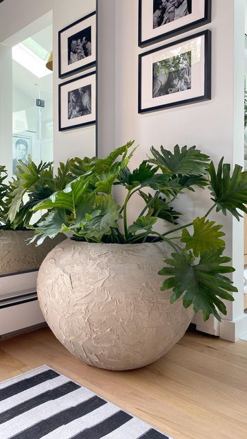 Large Planters Indoor Living Rooms, Large Planter Indoor Living Rooms, Beautiful Potted Plants, Huge Pots Planters, Diy Round Planter, Large Potted Plants Indoor, Diy Large Round Planter, Best Big Indoor Plants, House With Plants Aesthetic