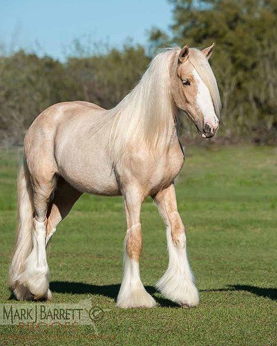 Gypsy Horses All the Time — scarlettjane22: Gypsy Vanner Horse filly ... Cavalo Palomino, Big Horse Breeds, Gorgeous Horses, Palomino Horse, Clydesdale Horses, Big Horses, Most Beautiful Horses, Majestic Horse, Horse World