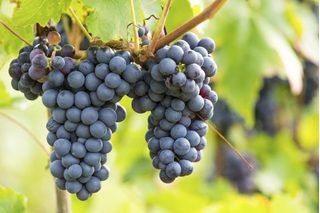 How to Make Wine Using Fresh Concord Grapes (11 Steps) | eHow Concord Grape Wine Recipe, Grape Wine Recipe, Concord Grape Recipes, Making Wine From Grapes, How To Make Wine, Wine Making Recipes, Homemade Wine Recipes, Concord Grapes, Wine Making Kits