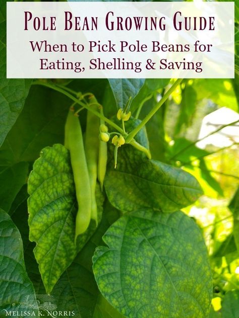 Growing Pole Beans, Bean Trellis, Growing Food Indoors, Bean Varieties, Homegrown Food, Gardening Zones, Types Of Beans, Bush Beans, Pole Beans