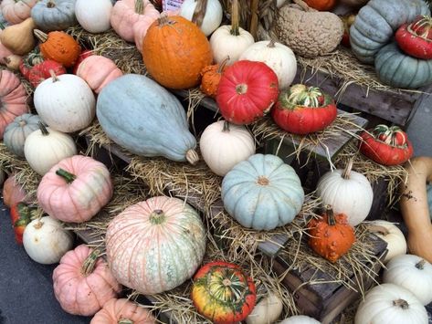 Food or Decoration? Here's Our Heirloom Pumpkin Advice - Wolff's Apple House Heirloom Pumpkin Recipe, Heirloom Pumpkins, Autumn Hygge, Apple House, Garden Homestead, Squash Varieties, Cinderella Pumpkin, Tall Pumpkin Carving, Tall Pumpkin