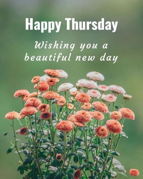 Thursday is a bright and beautiful morning; I wish you enjoy working because weekend is near after one more day. Wishing you a beautiful and terrific Thursday, family and friends! Stay safe, stay healthy, and stay happy😊 #RCC #ThursdayVibes Happy Thursday Images Beautiful, Morning Thursday Images, Thursday Morning Quotes, Happy Thursday Morning, Good Morning Thursday Images, Happy Thursday Images, Thursday Greetings, Thursday Images, Morning Thursday