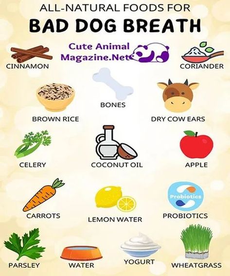 Frosty Paws, Foods Dogs Can Eat, Bad Dog Breath, Stinky Dog, Dog Medicine, Dog Remedies, Dog Wellness, Dog Breath, Dog Health Tips