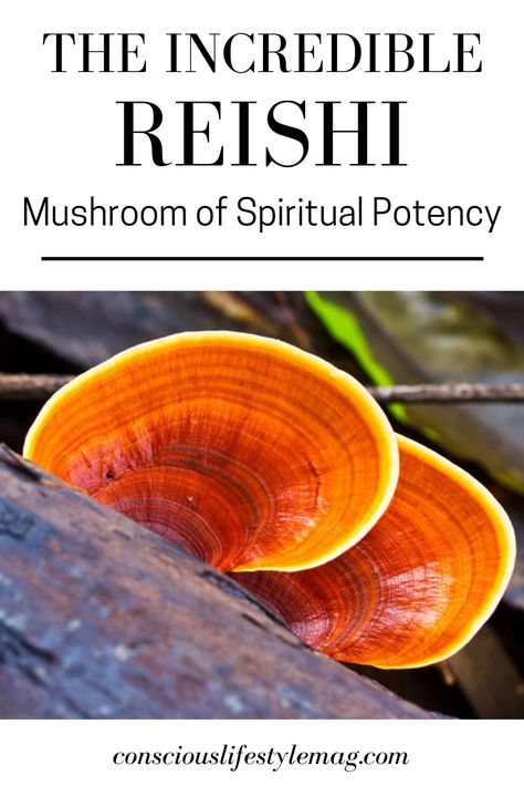 Reishi Benefits, Mushroom Medicine, Reishi Mushroom Benefits, Foraging Mushrooms, Plant Doctor, Reishi Mushrooms, Mushroom Identification, Mushroom Benefits, Mushroom Tea