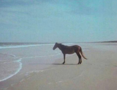 A Horse, At The Beach, The Beach