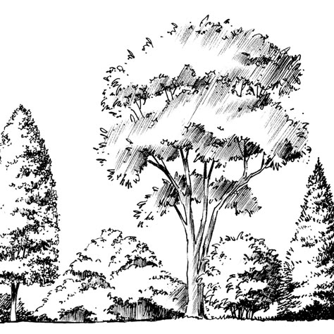 This publication includes a list of good plants for Georgia organized into various sizes and groups. The design qualities of plants—their form, size, color and texture—are emphasized according to the principles and requirements of good landscape design and plant maintenance. Hardiness and disease and insect resistant qualities are also considered. Draw Trees, Drawing Trees, Tree Drawings, Plant Sketches, Landscape Pencil Drawings, How To Draw Realistic, Landscape Design Drawings, Draw Realistic, Architecture Sketches