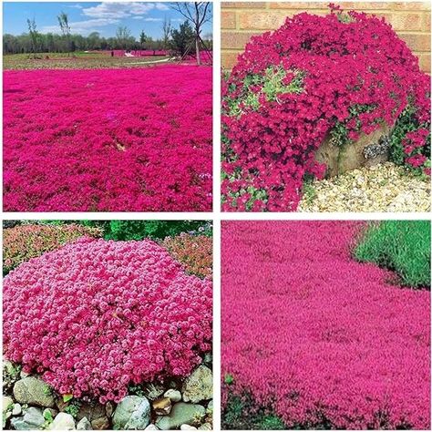 Amazon.com : Red Creeping Thyme Seeds for Planting 20000+ Non-GMO Perennial Flower Seeds Landscaping Ground Cover, Easy to Grow : Patio, Lawn & Garden Creeping Thyme Lawn, Red Creeping Thyme, Creeping Thyme, Perennial Flower, Healthy Garden, Flowers Perennials, Ground Cover, Flower Seeds, House Designs