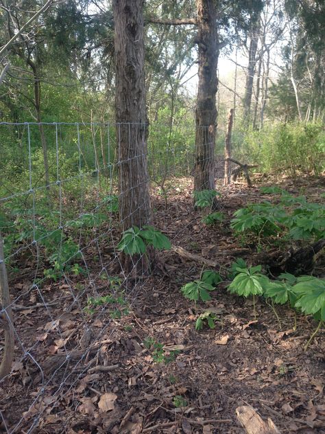 Wire Fencing, Backyard Shade, Into The Forest, Wire Fence, Fencing, The Forest, Fence, Tree Trunk, Forest