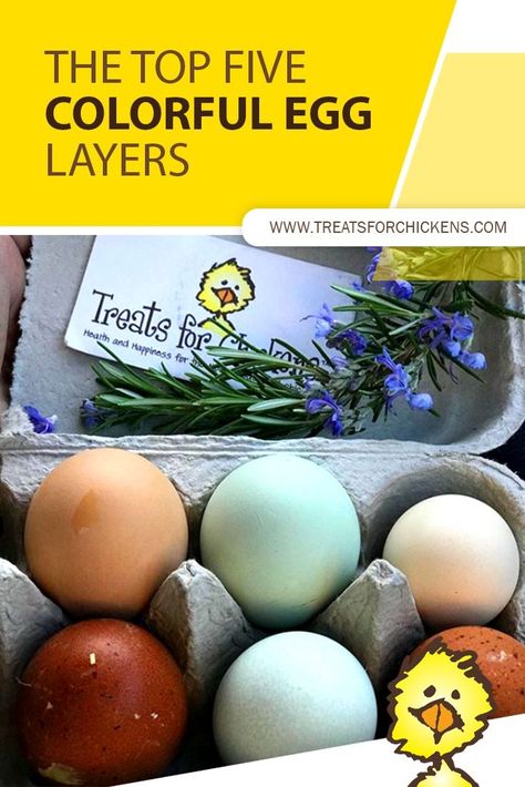 Soooo, we’ve had the Top 5 Best White Egg Layers and Top 5 Best Brown Egg Layers, ahnnd now I am reviewing-- what I think-- to be the Top 5 Colorful Egg Layers! Treats For Chickens, Cream Legbar, Joel Salatin, Laying Chickens Breeds, Brown Egg, Chicken Coloring, Easter Eggers, Layer Chicken, Egg Laying Chickens